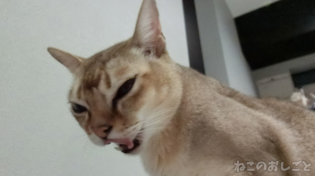 f:id:necozuki299:20181117225232j:plain