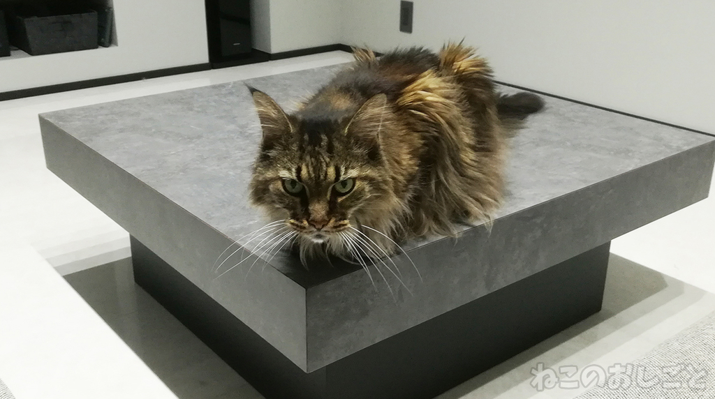 f:id:necozuki299:20181117225355j:plain