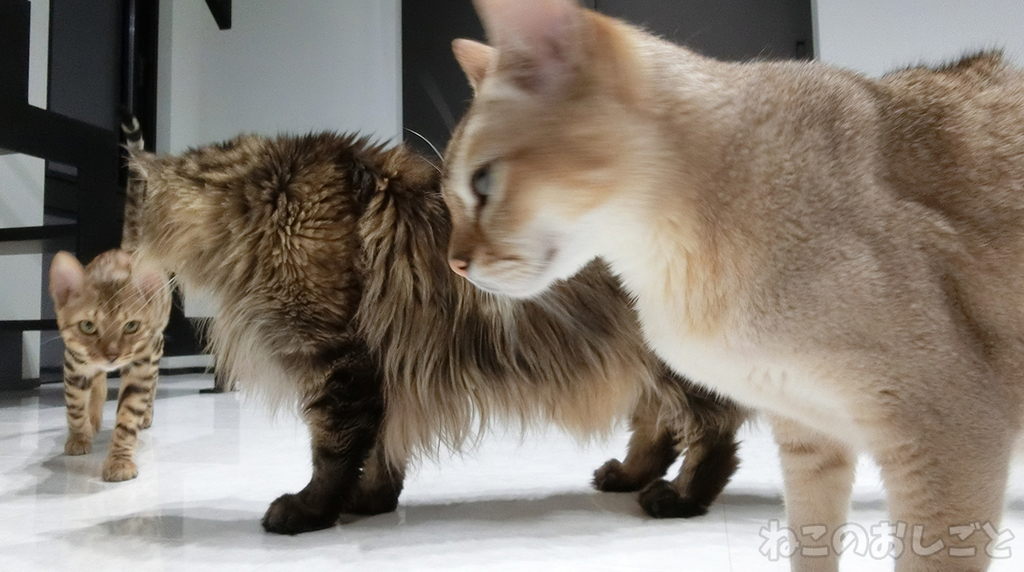 f:id:necozuki299:20181118172423j:plain