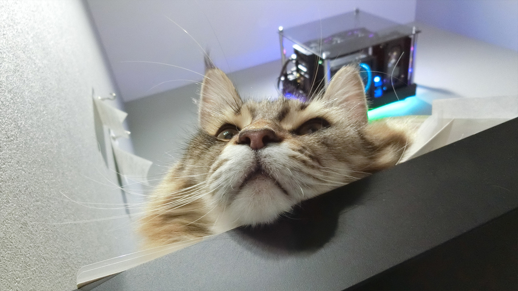 f:id:necozuki299:20181218000623j:plain