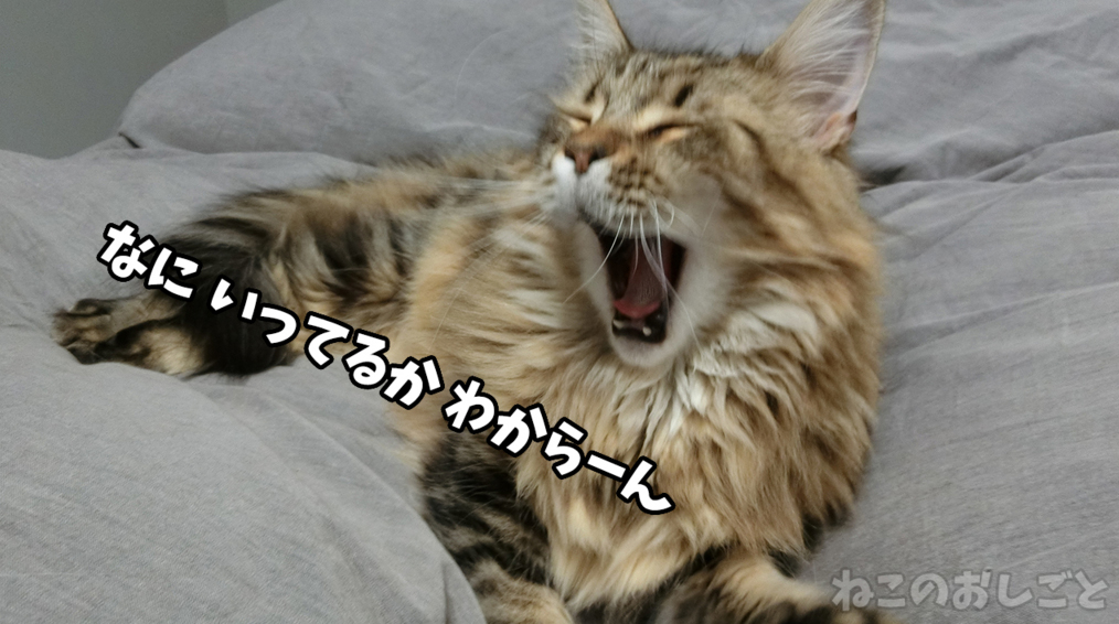 f:id:necozuki299:20181218134529j:plain