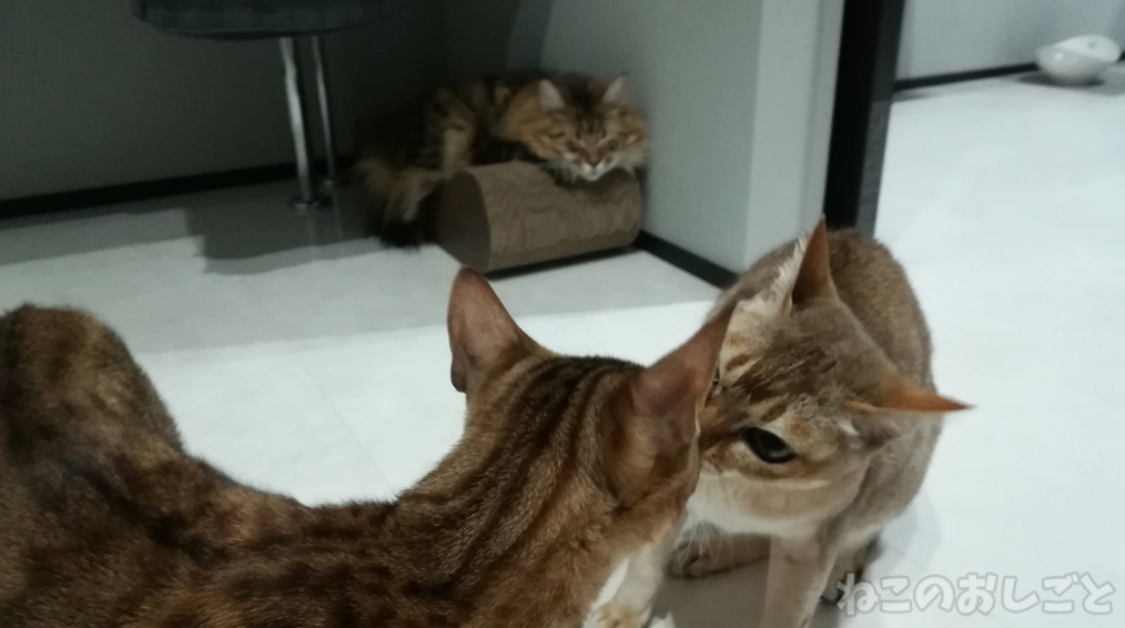 f:id:necozuki299:20181218142405j:plain