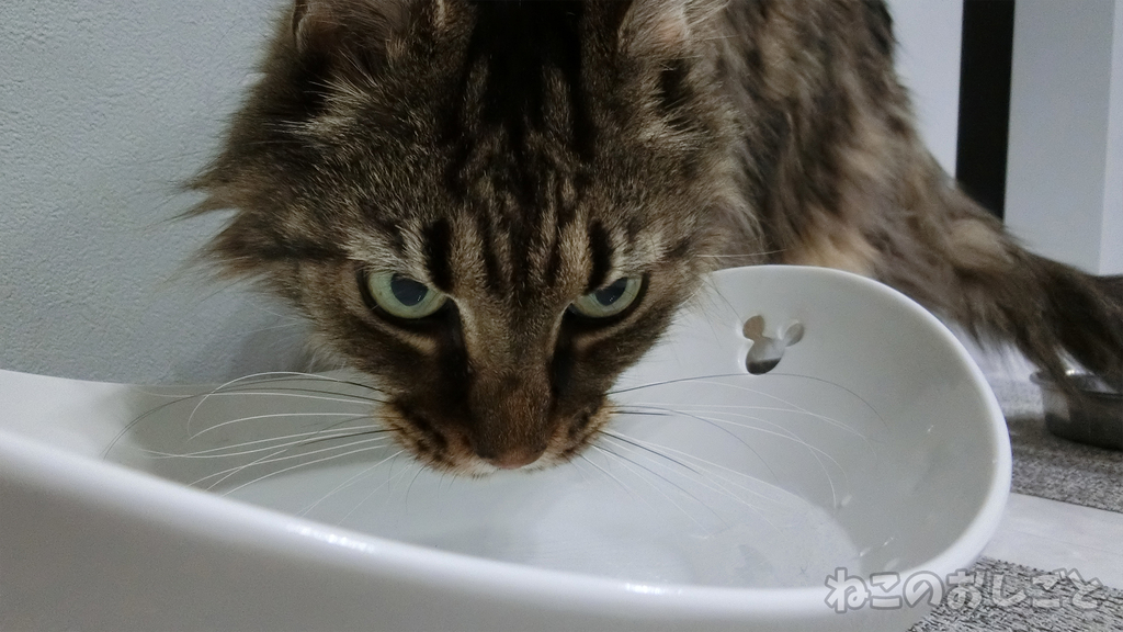 f:id:necozuki299:20181218200944j:plain