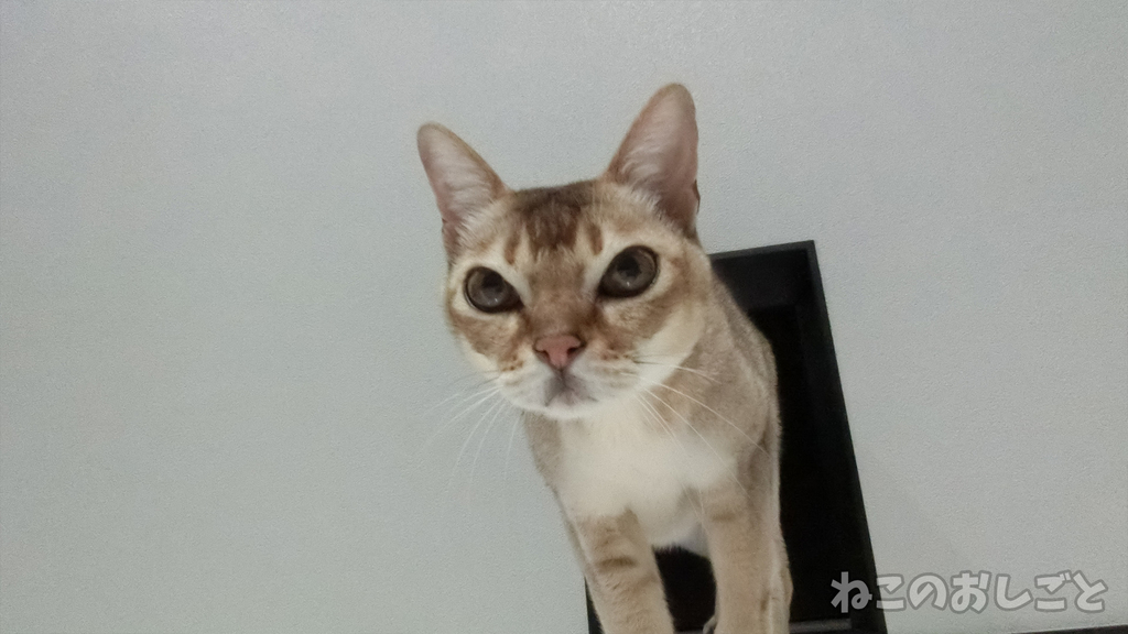f:id:necozuki299:20181226001313j:plain