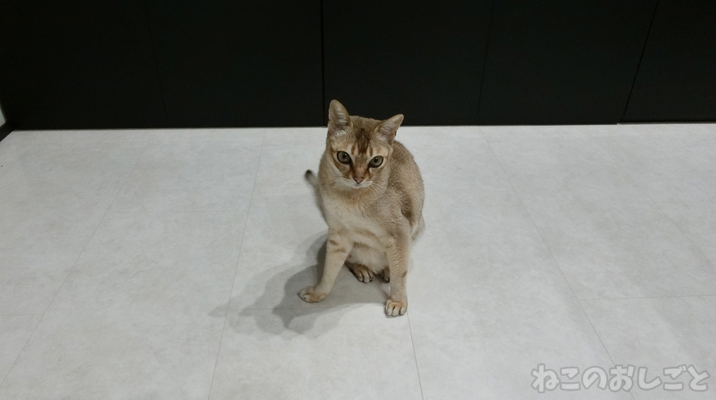 f:id:necozuki299:20181226020055j:plain