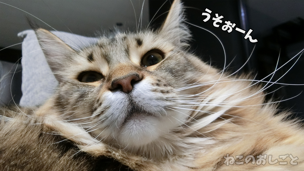 f:id:necozuki299:20181228204459j:plain f:id:necozuki299:20181228204459j:plain