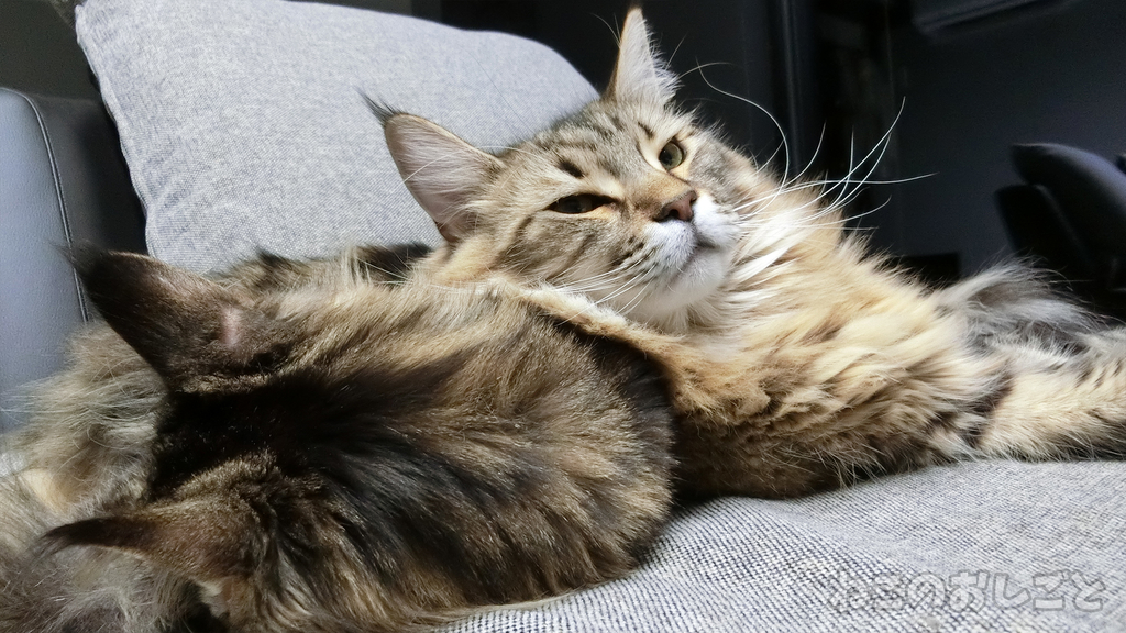 f:id:necozuki299:20181228211037j:plain