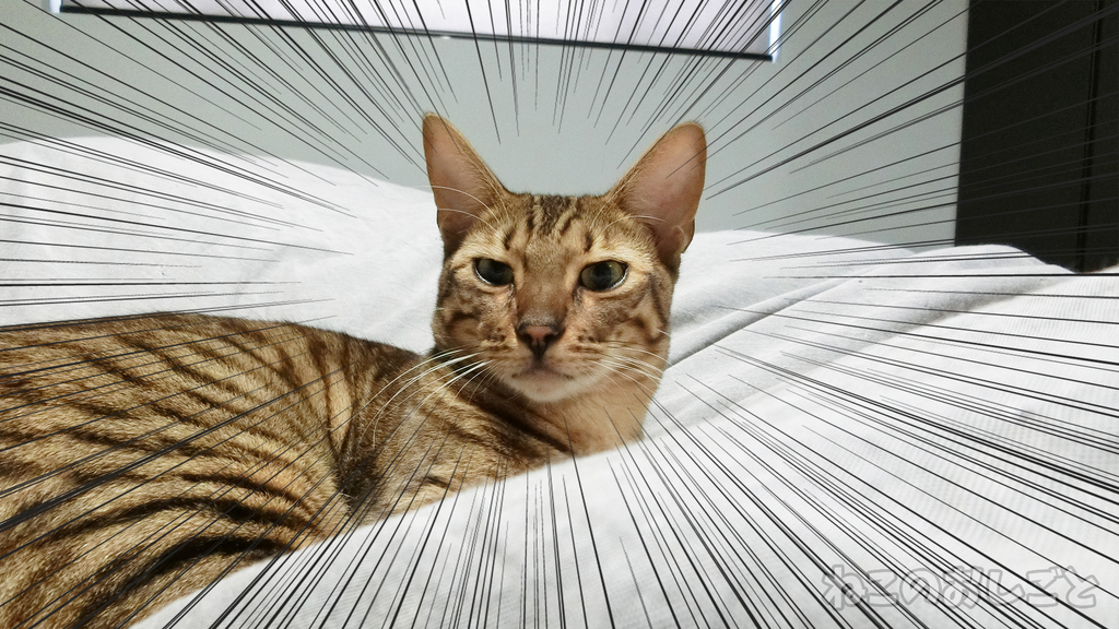 f:id:necozuki299:20190104190342j:plain