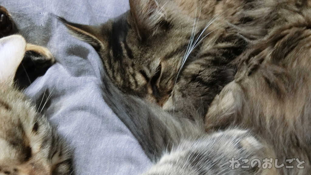 f:id:necozuki299:20190110193448j:plain