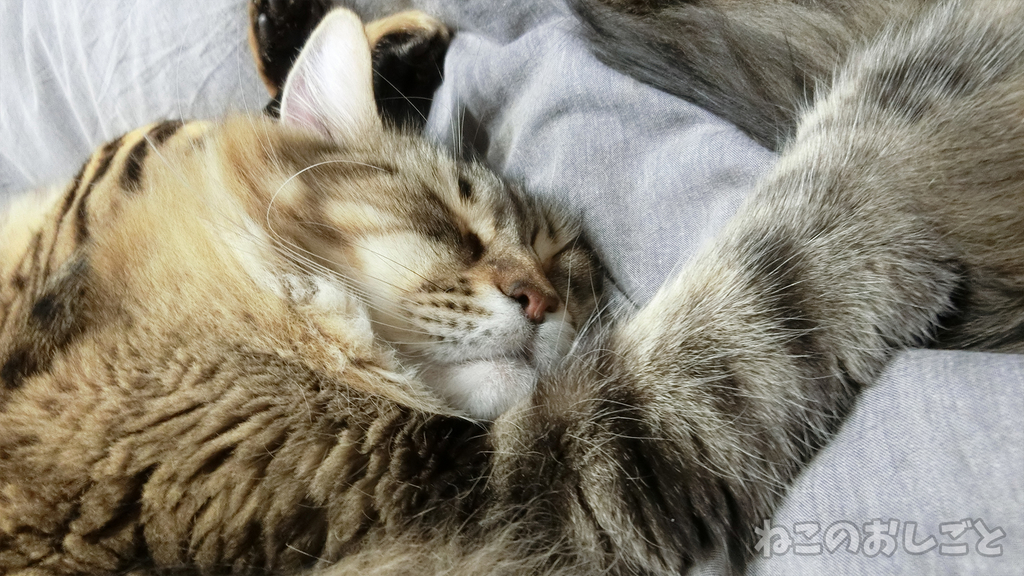 f:id:necozuki299:20190110193600j:plain