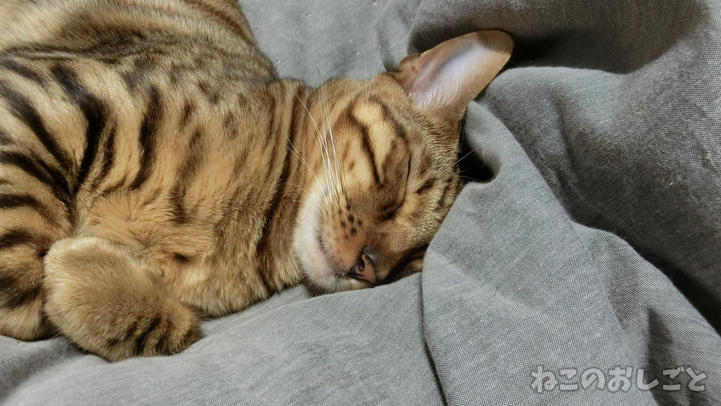 f:id:necozuki299:20190110193633j:plain