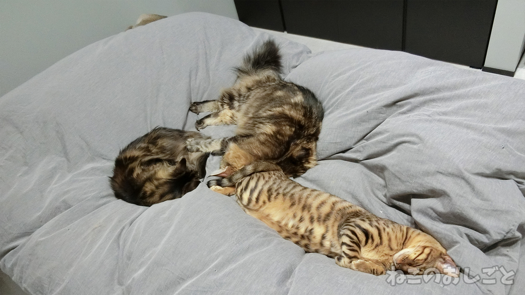 f:id:necozuki299:20190110193716j:plain