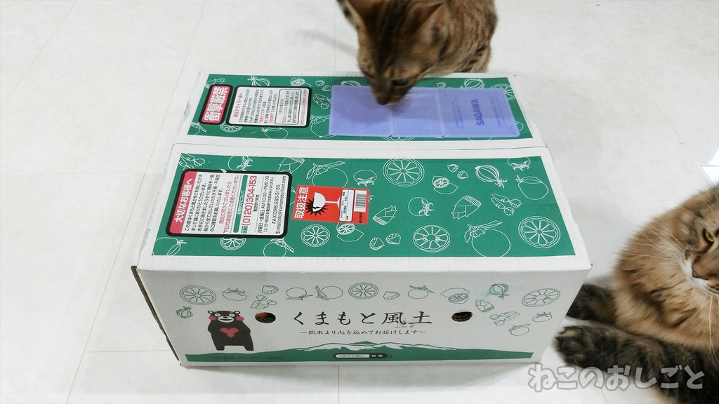 f:id:necozuki299:20190301171813j:plain f:id:necozuki299:20190301171813j:plain