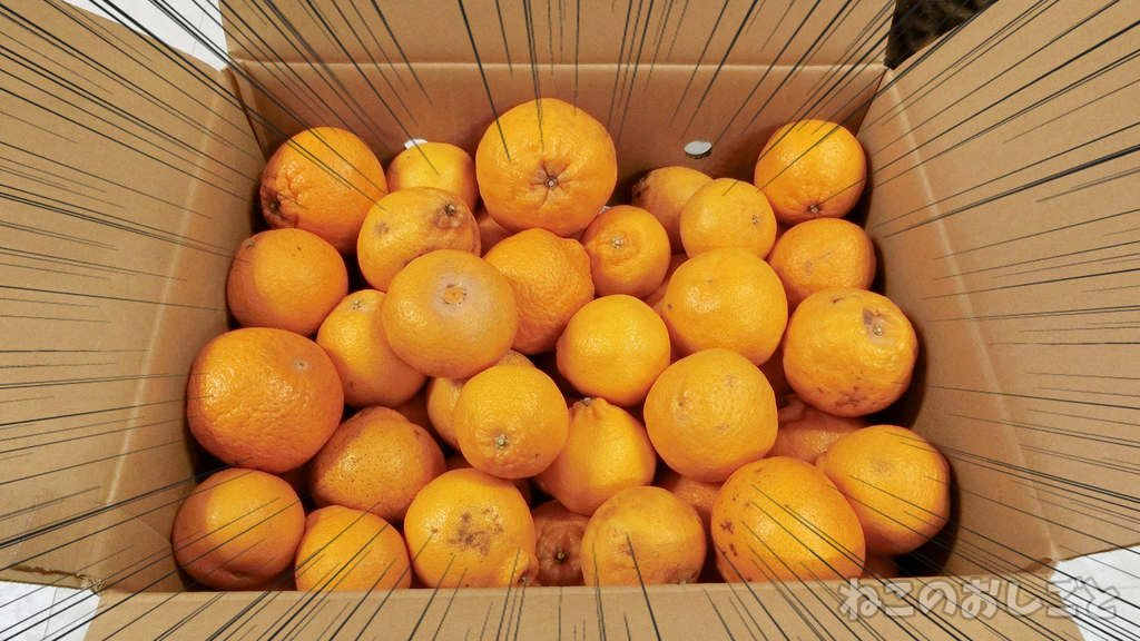 f:id:necozuki299:20190301172823j:plain f:id:necozuki299:20190301172823j:plain