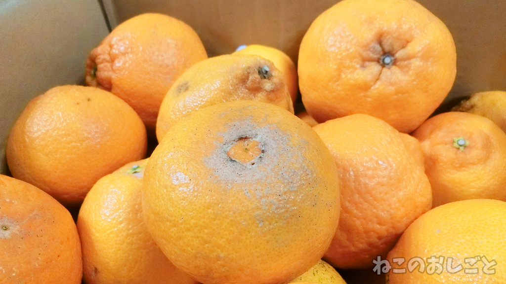 f:id:necozuki299:20190301173032j:plain f:id:necozuki299:20190301173032j:plain