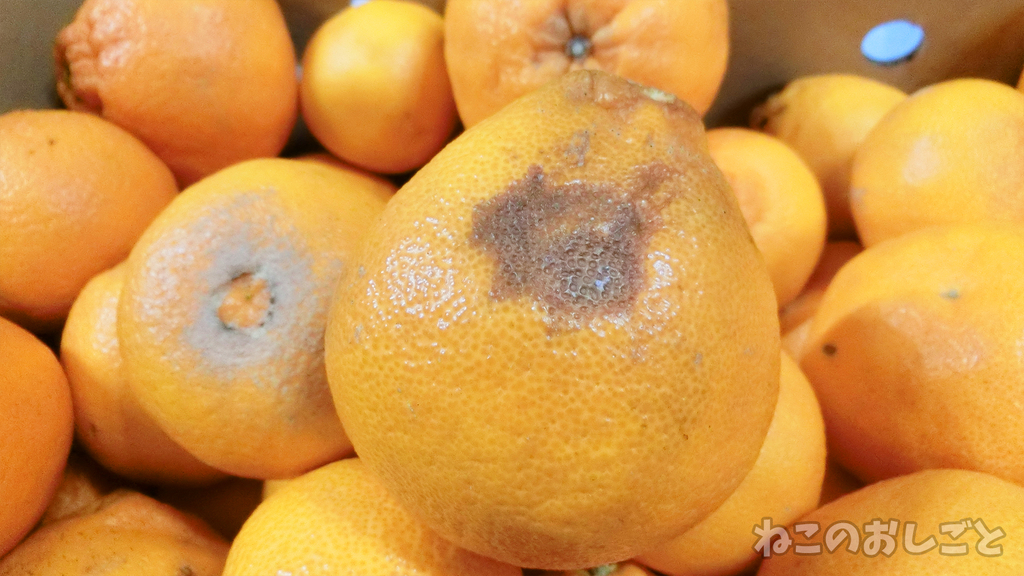 f:id:necozuki299:20190301173149j:plain f:id:necozuki299:20190301173149j:plain