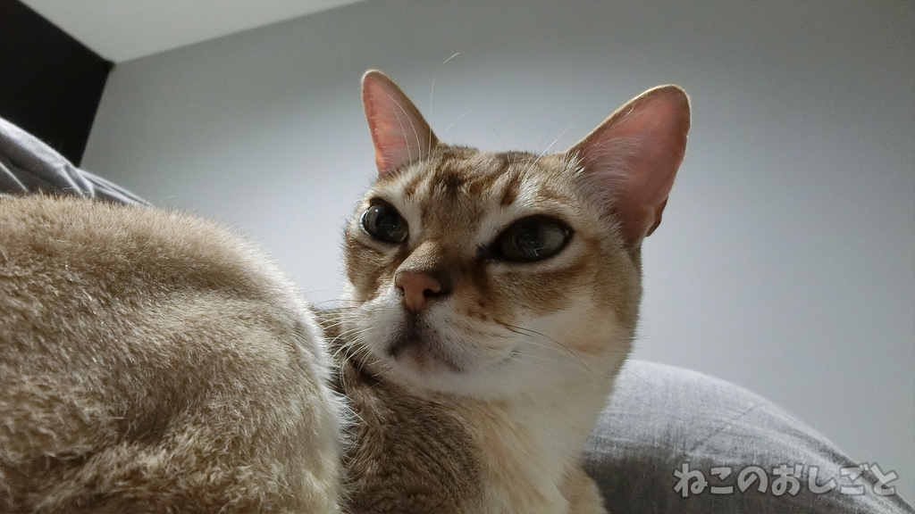 f:id:necozuki299:20190301181822j:plain f:id:necozuki299:20190301181822j:plain