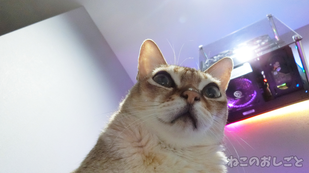 f:id:necozuki299:20190308190237j:plain