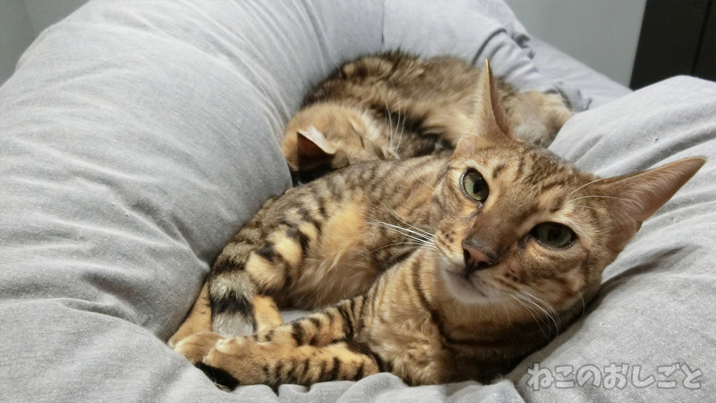 f:id:necozuki299:20190309204749j:plain