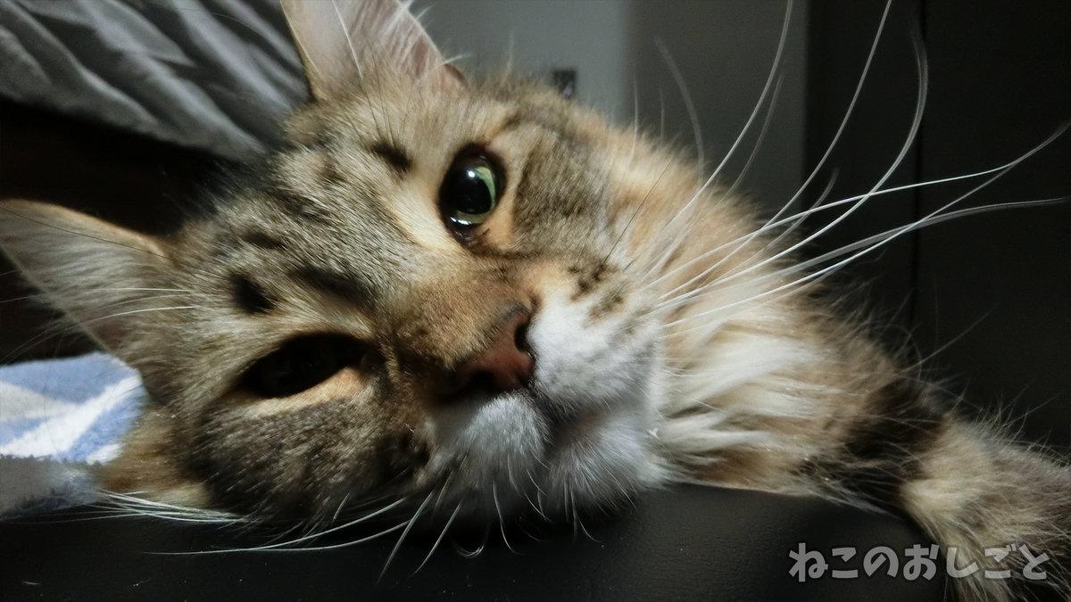 f:id:necozuki299:20190321225538j:plain