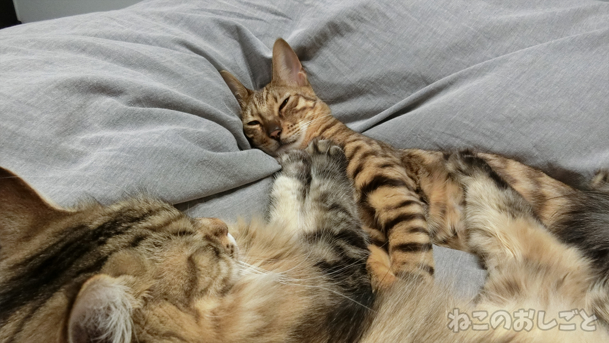 f:id:necozuki299:20190326221050j:plain