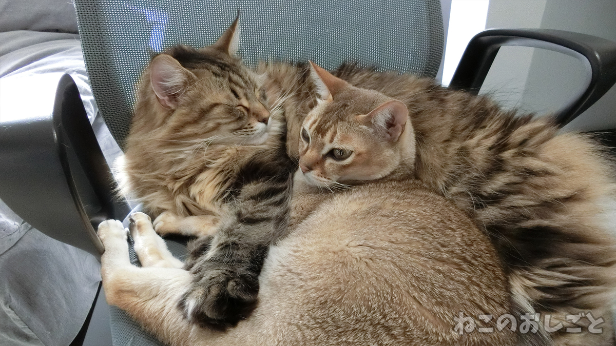 f:id:necozuki299:20190408161959j:plain