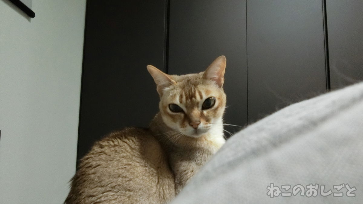 f:id:necozuki299:20190410202156j:plain