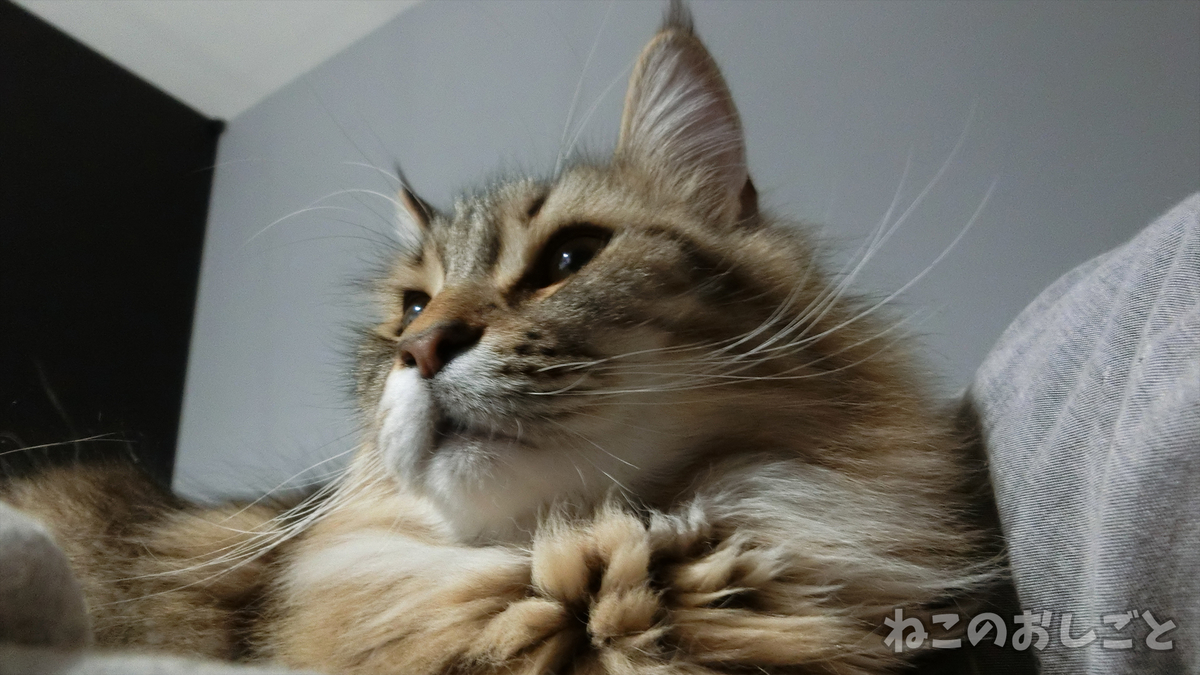 f:id:necozuki299:20190414192309j:plain