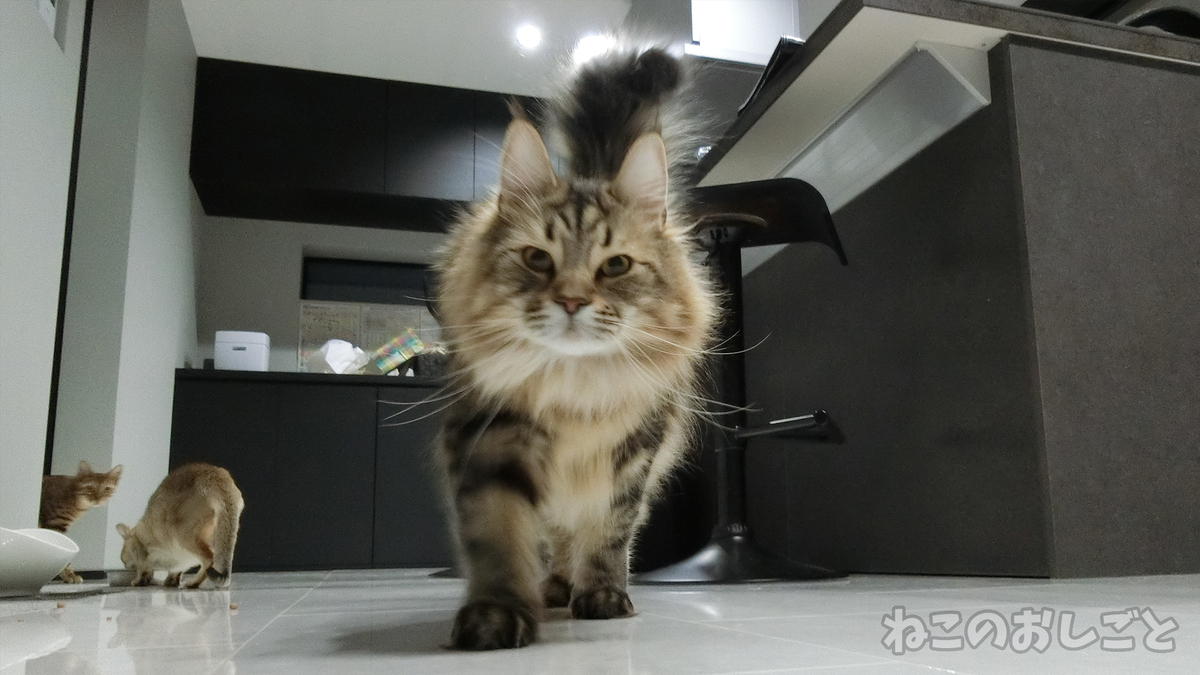 f:id:necozuki299:20190418232504j:plain