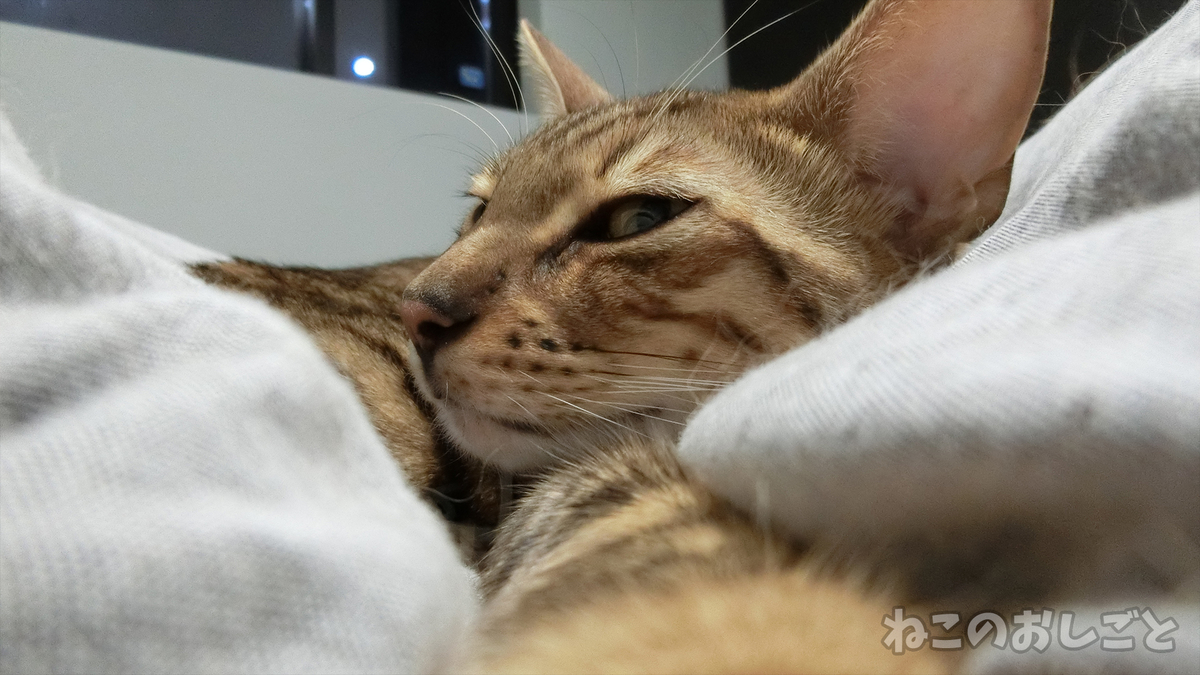 f:id:necozuki299:20190426210747j:plain