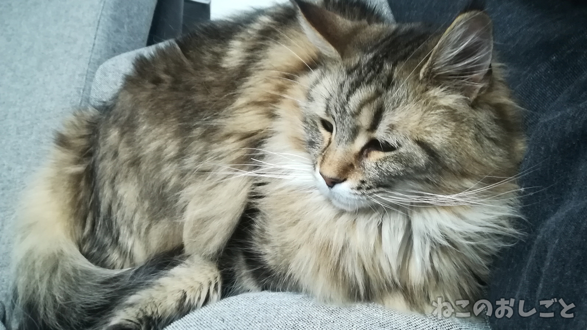 f:id:necozuki299:20190427211733j:plain f:id:necozuki299:20190427211733j:plain