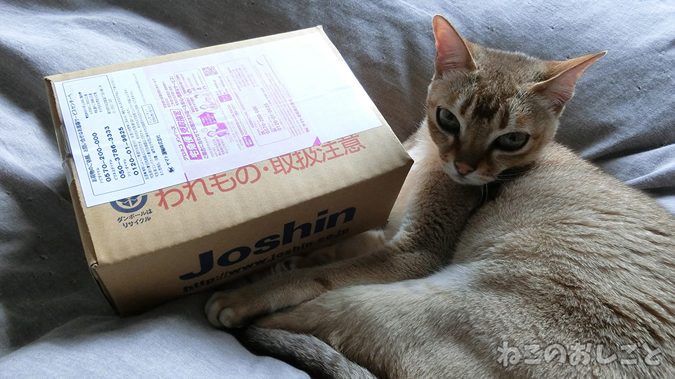 f:id:necozuki299:20190507144101j:plain