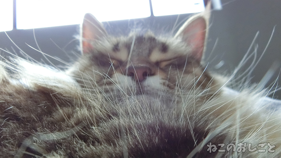 f:id:necozuki299:20190507144510j:plain