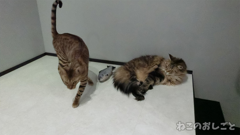 f:id:necozuki299:20190517013337j:plain