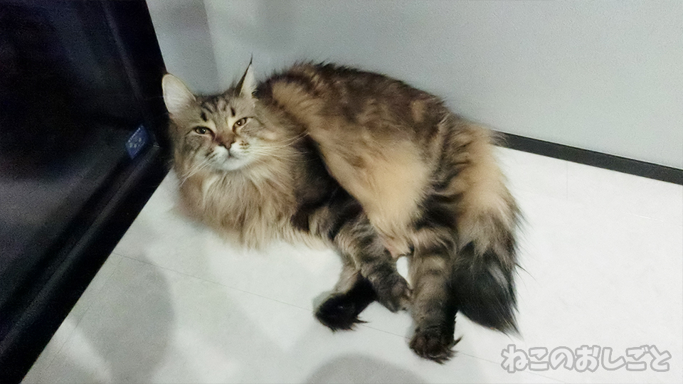 f:id:necozuki299:20190529200952j:plain f:id:necozuki299:20190529200952j:plain