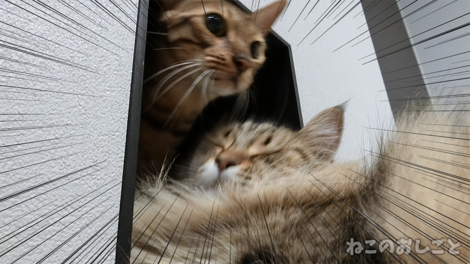 f:id:necozuki299:20190714202927j:plain