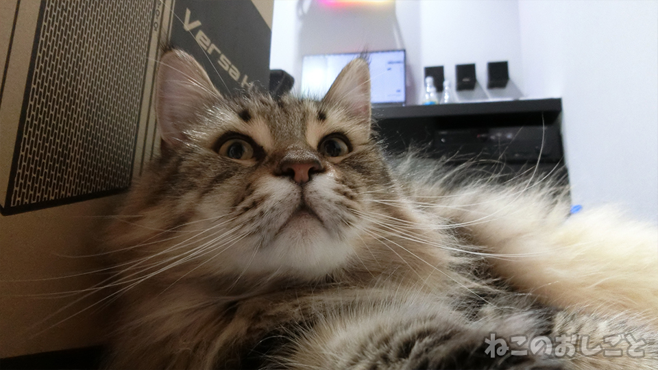 f:id:necozuki299:20190803211854j:plain f:id:necozuki299:20190803211854j:plain