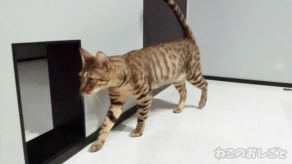 f:id:necozuki299:20190814000947j:plain f:id:necozuki299:20190814000947j:plain