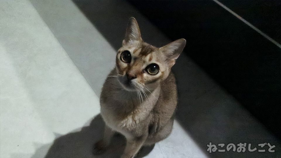 f:id:necozuki299:20190814213536j:plain