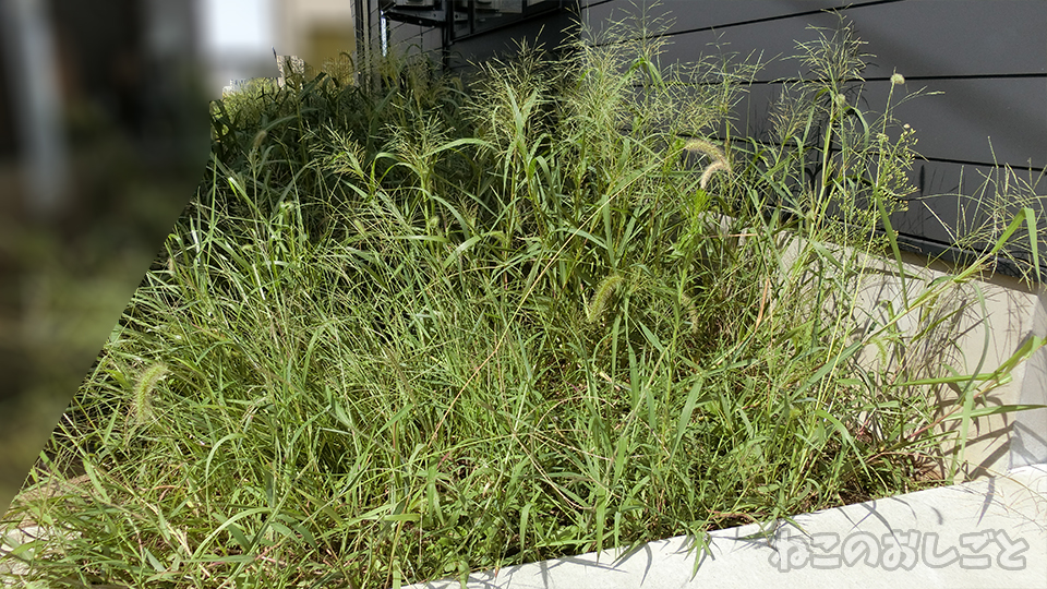 ボッシュの草刈り機で庭の雑草を一網打尽! こんなに楽しく草刈り出来るなんてすげぇ! EGC26レビュー - ねこのおしごと ボッシュの草刈り機で庭の雑草を一網打尽! こんなに楽しく草刈り出来るなんてすげぇ! EGC26レビュー - ねこのおしごと