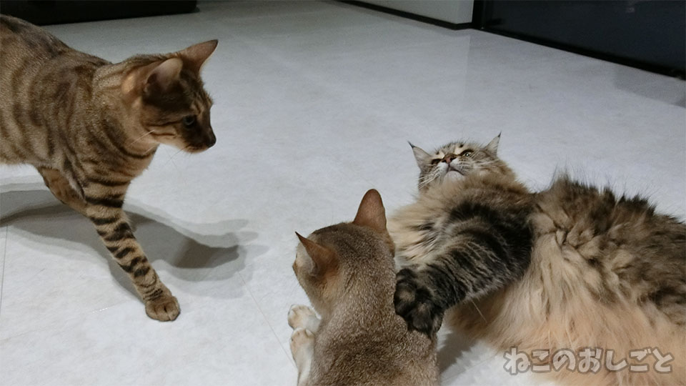 f:id:necozuki299:20191001003029j:plain f:id:necozuki299:20191001003029j:plain