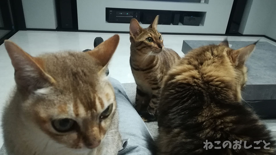 f:id:necozuki299:20191015143308j:plain