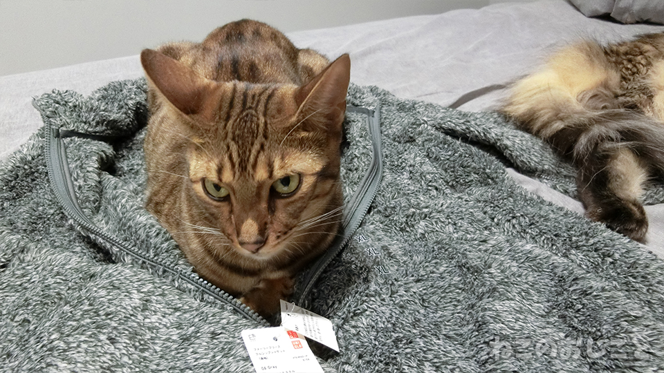 f:id:necozuki299:20191031170251j:plain