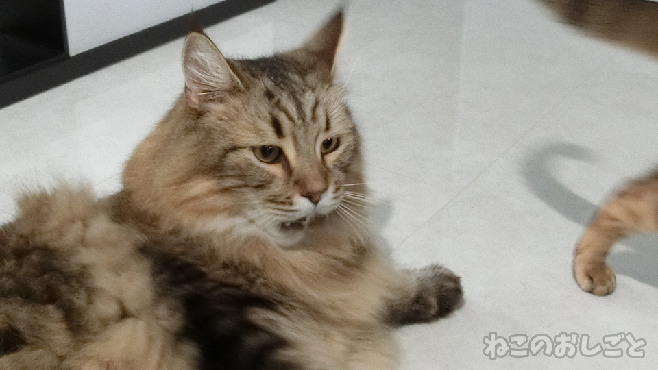 f:id:necozuki299:20191110114312j:plain f:id:necozuki299:20191110114312j:plain