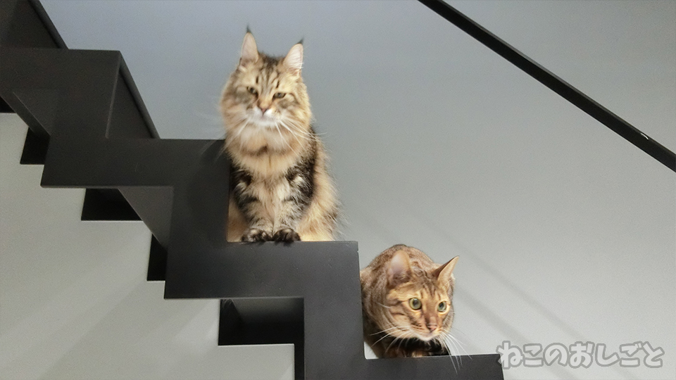 f:id:necozuki299:20191114131012j:plain