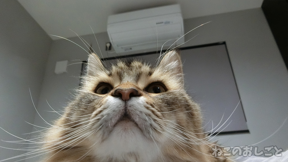 f:id:necozuki299:20191115222850j:plain