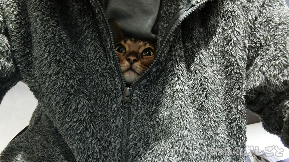 f:id:necozuki299:20191116111749j:plain