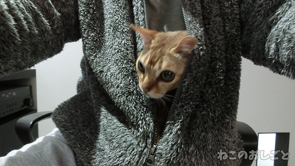 f:id:necozuki299:20191121110705j:plain