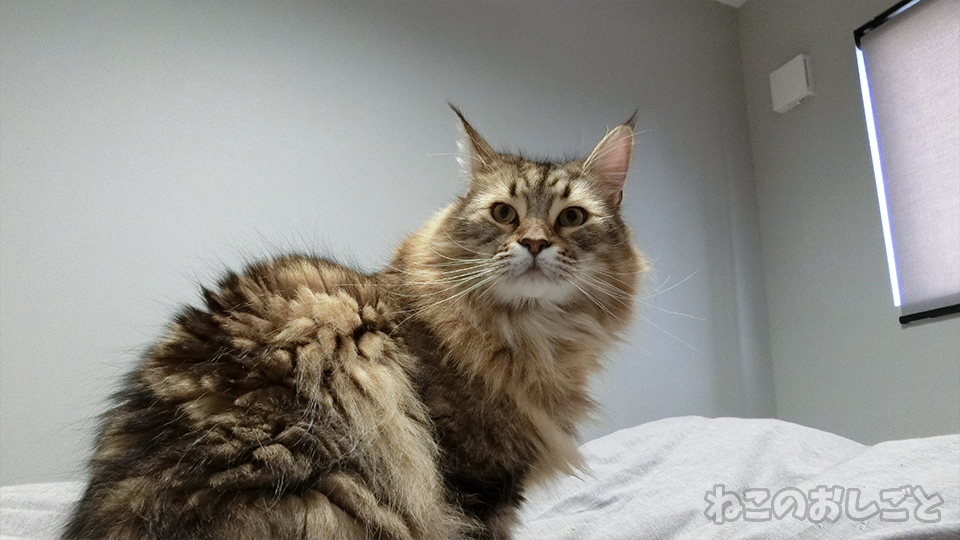 f:id:necozuki299:20191121112413j:plain