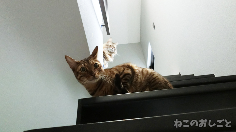 f:id:necozuki299:20191125110532j:plain f:id:necozuki299:20191125110532j:plain